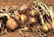 Cidade de SC decreta emergência econômica por crise da cebola