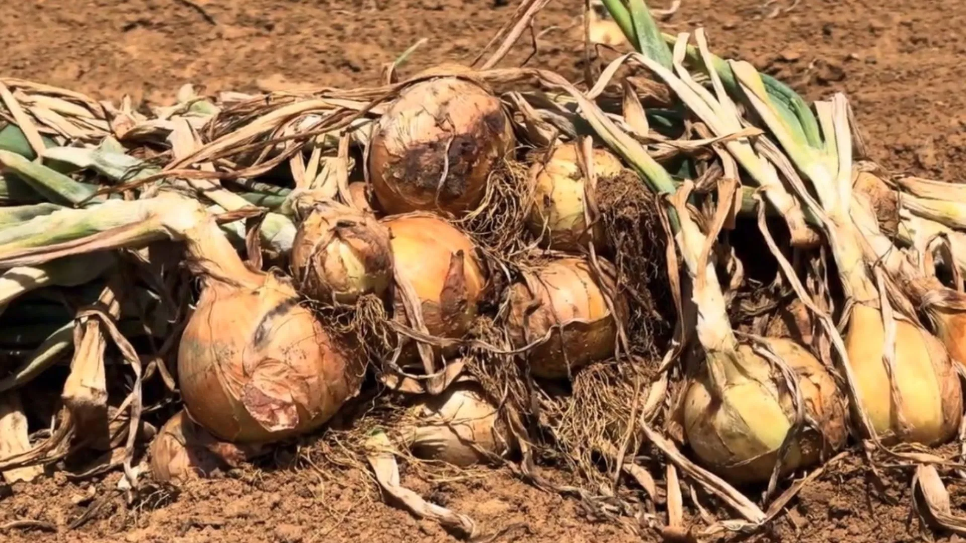 Cidade de SC decreta emergência econômica por crise da cebola