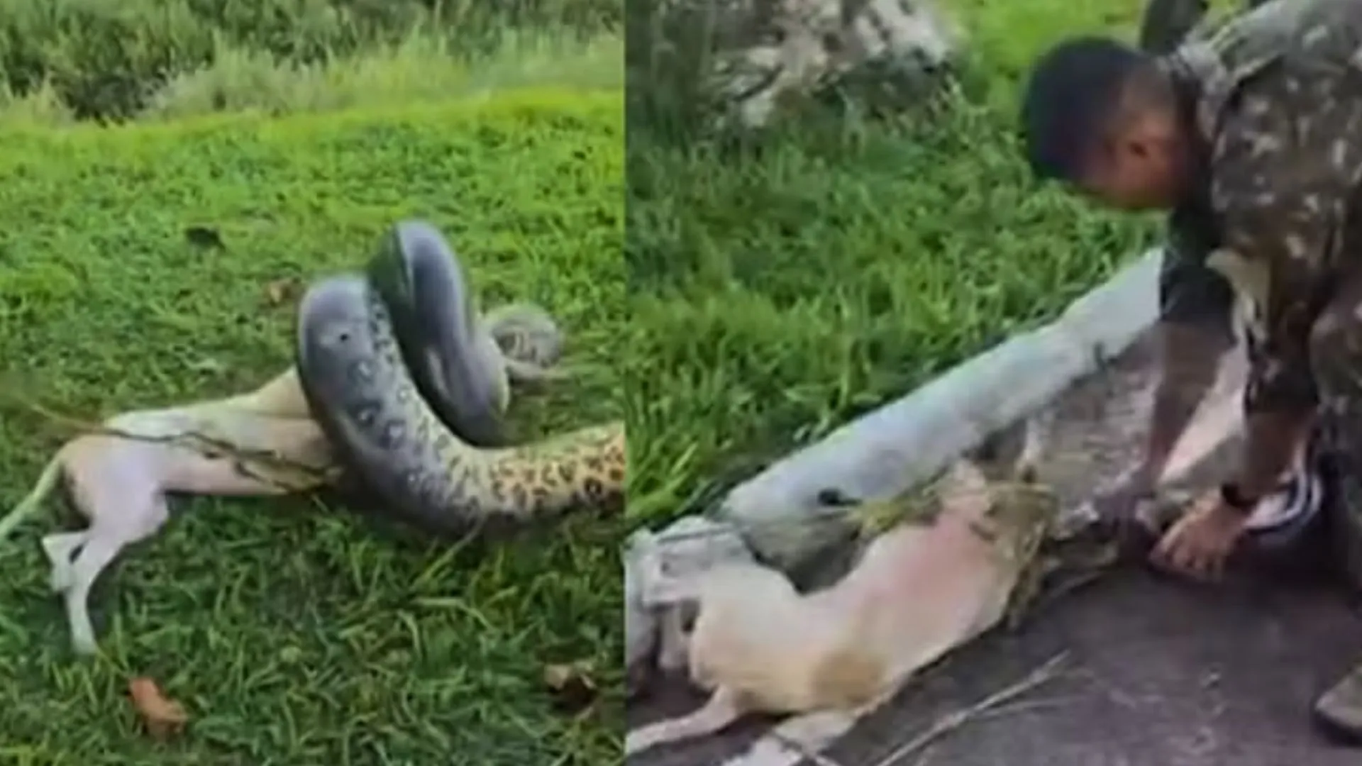 Cachorro atacado por sucuri de 3 metros é salvo por militares;Veja o vídeo