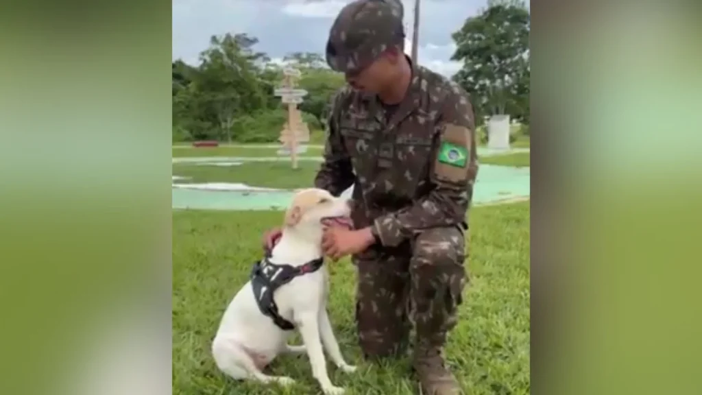 Cadela salva de sucuri de 3 metros é adotada por sargento do Exército