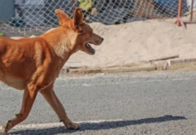 Polícia Militar age após cães soltos ameaçarem moradores em cidade do Meio-Oeste