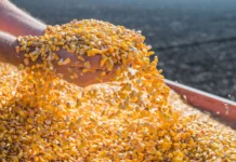 Epagri lança milho Prodígio resistente à seca e altamente produtivo