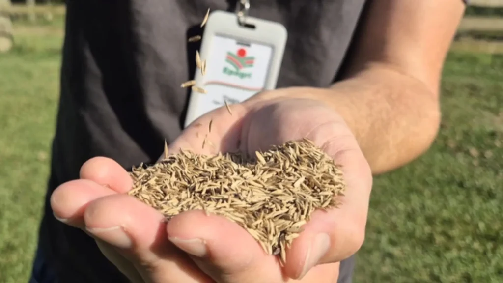 Com 600 toneladas de sementes, Epagri reforça pastagens de inverno em Santa Catarina