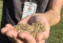 Com 600 toneladas de sementes, Epagri reforça pastagens de inverno em Santa Catarina