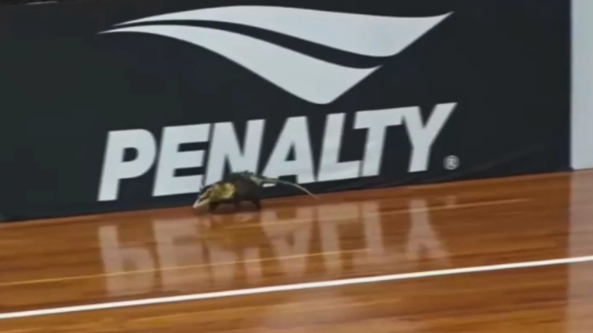 Gambá invade quadra e paralisa jogo da Supercopa de Futsal