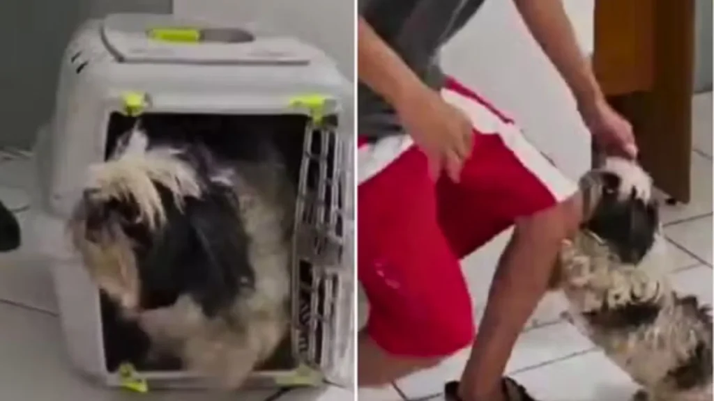 Após dois meses desaparecida, cachorrinha reconhece o dono na delegacia