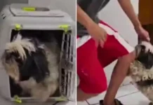 Após dois meses desaparecida, cachorrinha reconhece o dono na delegacia