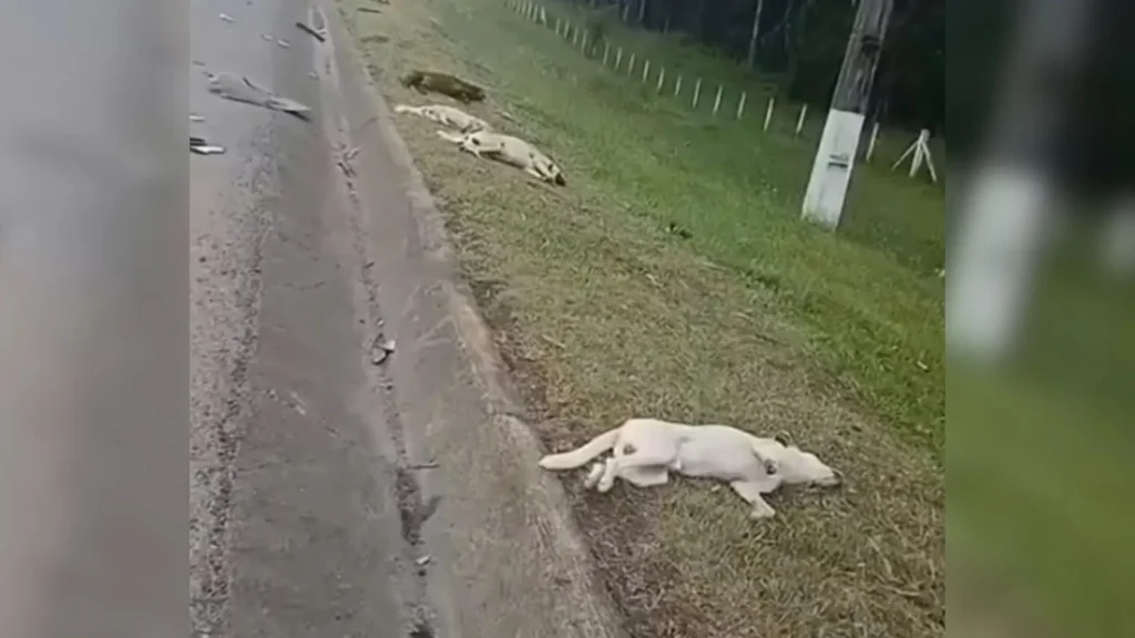 Motorista foge após atropelar cinco cães no Norte de SC