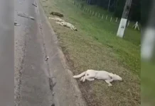 Motorista foge após atropelar cinco cães no Norte de SC