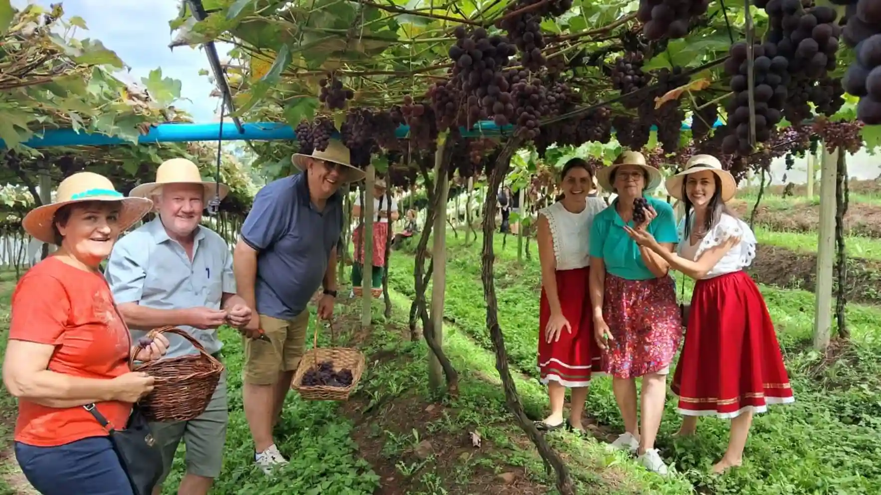 Vindima em Arroio Trinta celebra safra de uva e impulsiona o turismo rural
