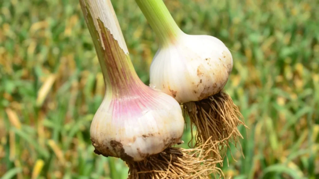 Safra de alho em Santa Catarina cresce, mas preços caem significativamente