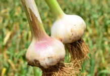 Safra de alho em Santa Catarina cresce, mas preços caem significativamente