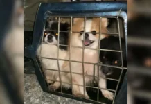 Justiça confirma condenação de canil clandestino em SC