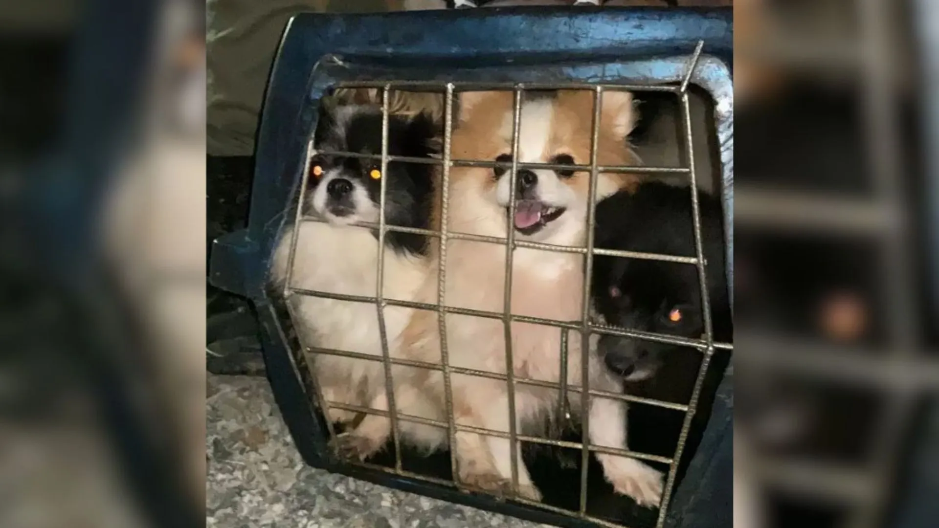 Justiça confirma condenação de canil clandestino em SC