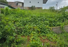 Falta de limpeza em terrenos baldios gera cobrança na Câmara de Caçador