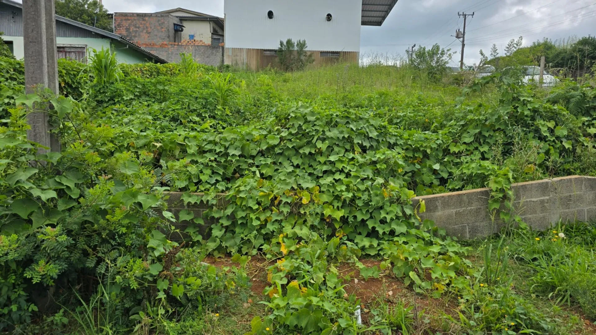 Falta de limpeza em terrenos baldios gera cobrança na Câmara 