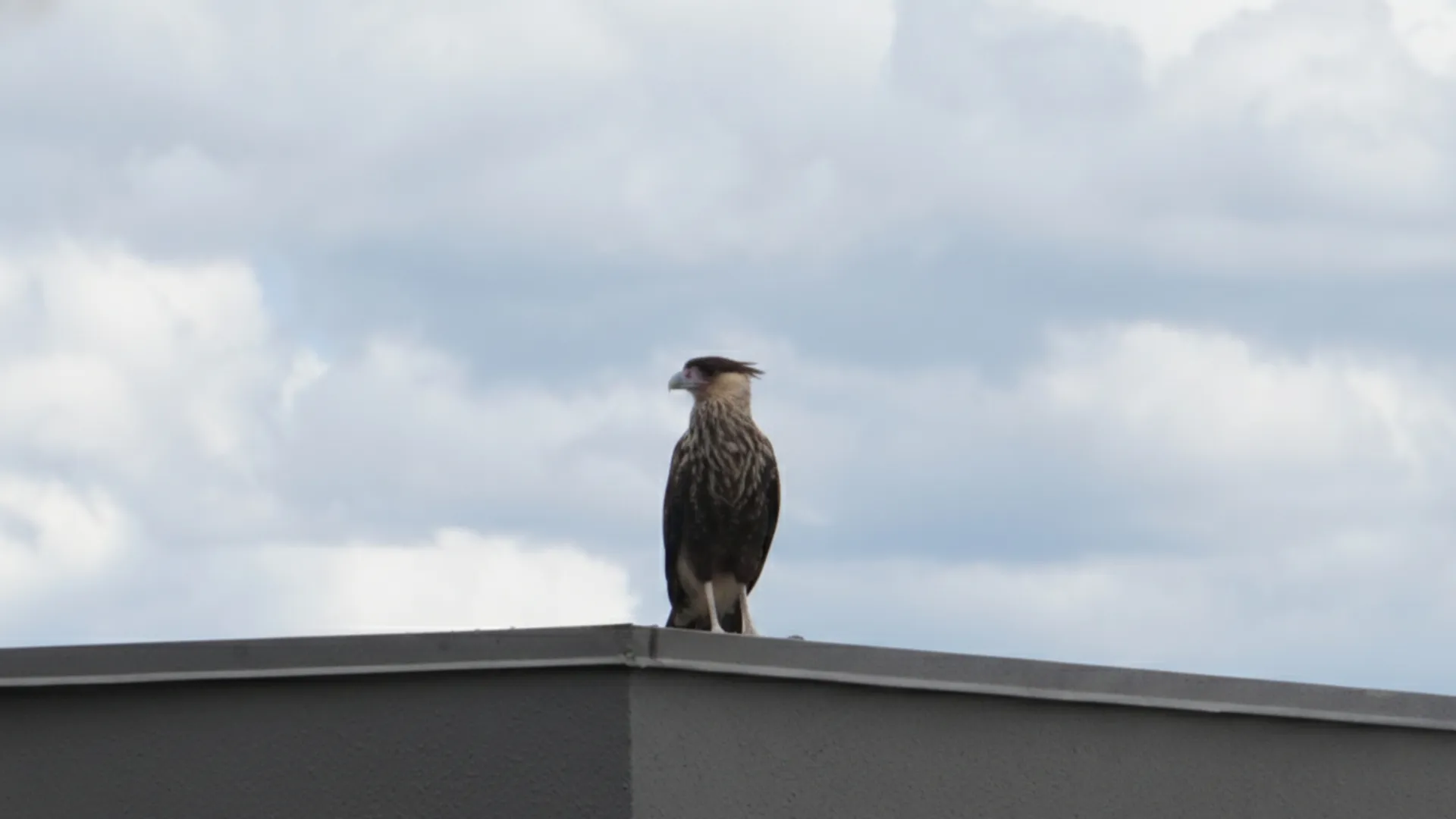 Carcará em Caçador: Conheça a ave de rapina comum no Meio-Oeste