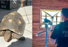 Polícia Civil resgata 20 animais silvestres na Serra Catarinense