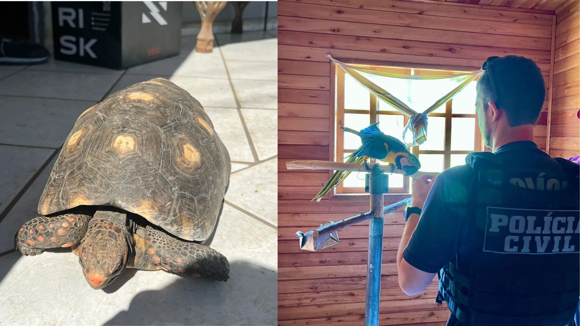 Polícia Civil resgata 20 animais silvestres na Serra Catarinense