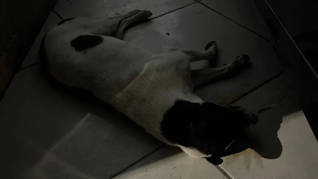 Cães são envenenados no bairro Figueroa em Caçador