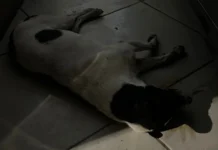 Cães são envenenados no bairro Figueroa em Caçador