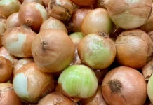 Queda no preço da cebola faz municípios de SC decretarem emergência Queda no preço da cebola faz municípios de SC decretarem emergência