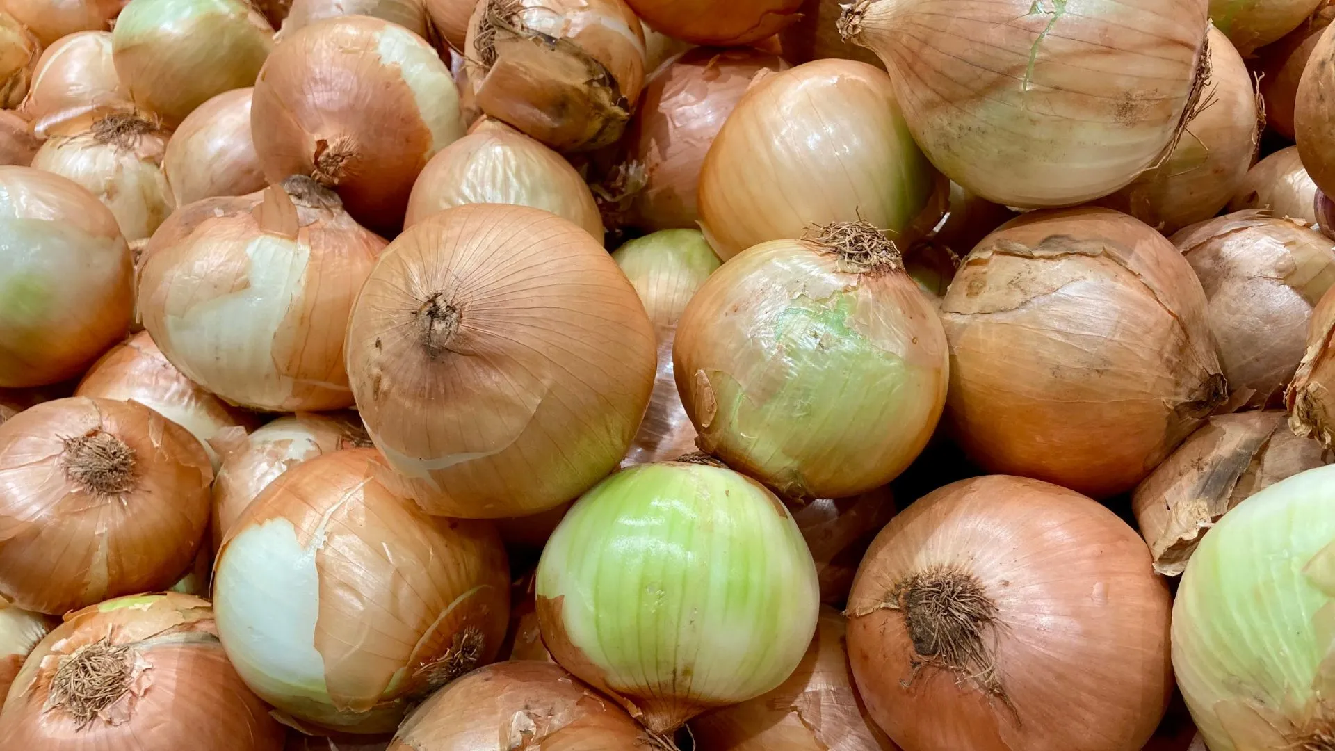 Queda no preço da cebola faz municípios de SC decretarem emergência