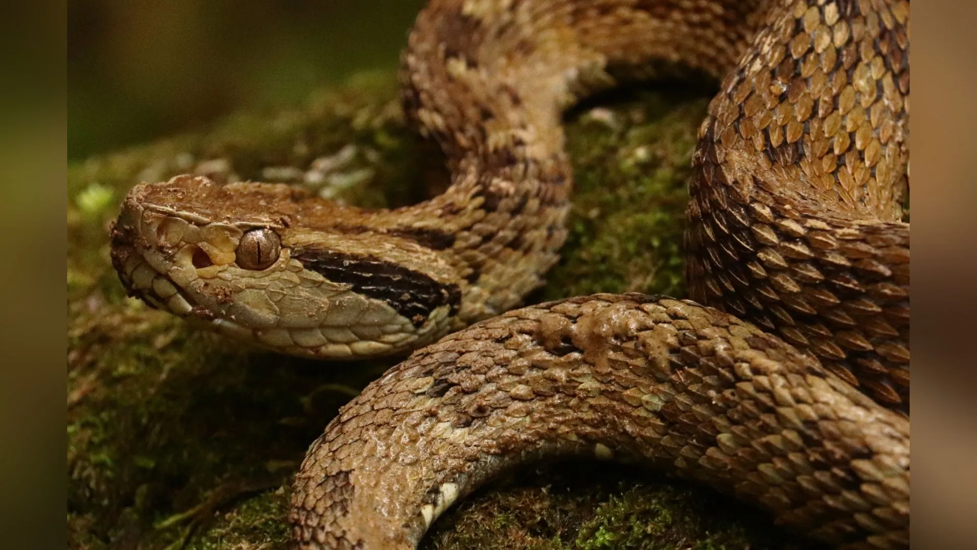 Jararacas são capturadas no pátio de escola em Capinzal
