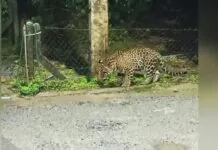 Imagem de onça-pintada em Joinville vira caso de polícia