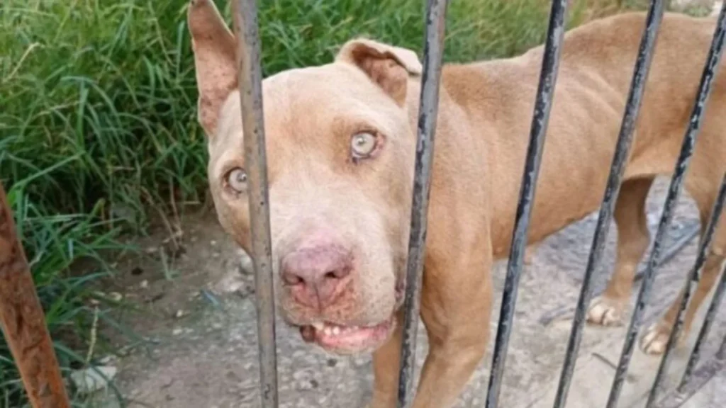 Nove pitbulls são resgatados de maus-tratos em Porto União