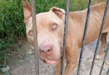 Nove pitbulls são resgatados de maus-tratos em Porto União