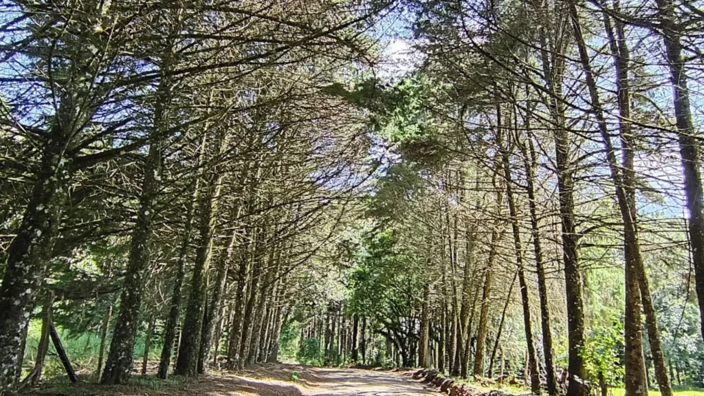 Sexta-feira será de tempo mais estável em Santa Catarina