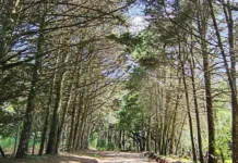 Sexta-feira será de tempo mais estável em Santa Catarina