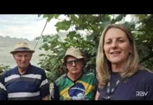 Família Suzin mantém viva a tradição do cultivo da uva