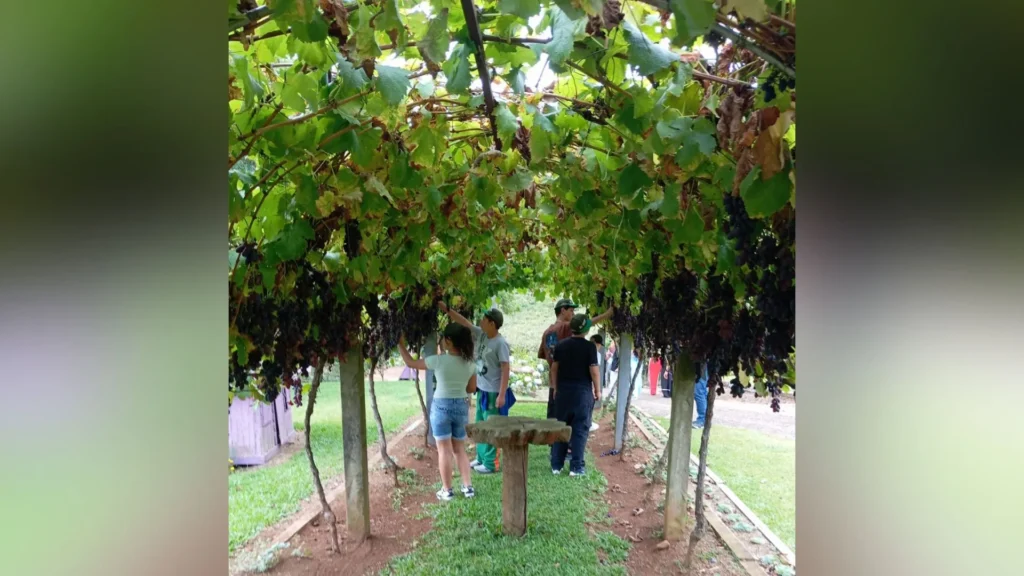 Jovens participam de visita técnica em vinícola familiar