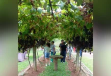 Jovens participam de visita técnica em vinícola familiar