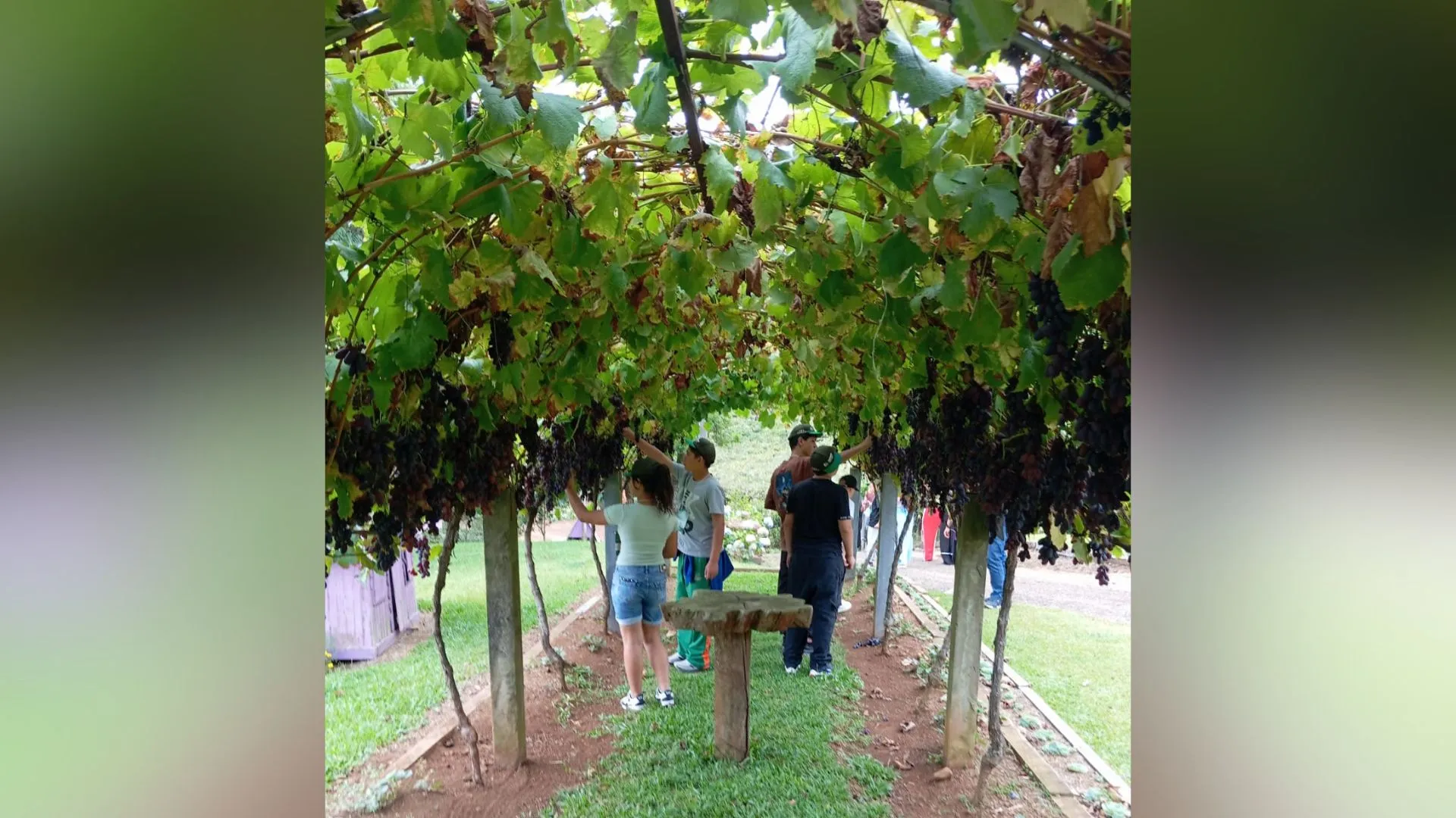 Jovens participam de visita técnica em vinícola familiar