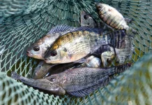 Piscicultura avança no Meio-Oeste, mas desafios ainda preocupam produtores Piscicultura avança no Meio-Oeste, mas desafios ainda preocupam produtores