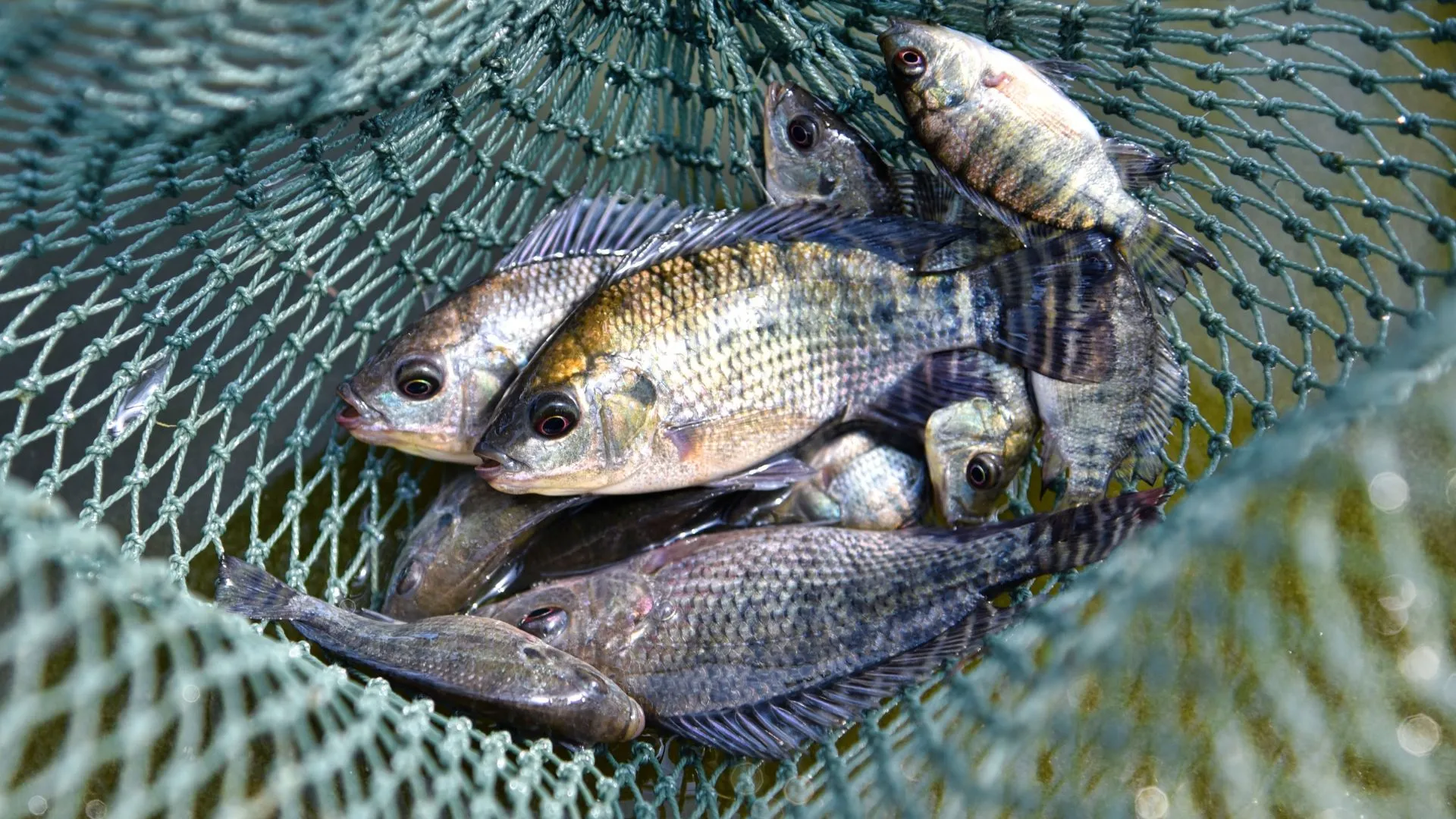 Piscicultura avança no Meio-Oeste, mas desafios ainda preocupam produtores