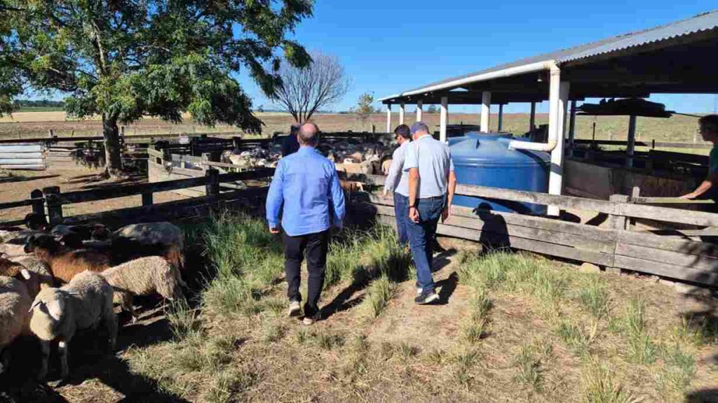 Estado investe em inovação e parcerias para fortalecer a ovinocaprinocultura