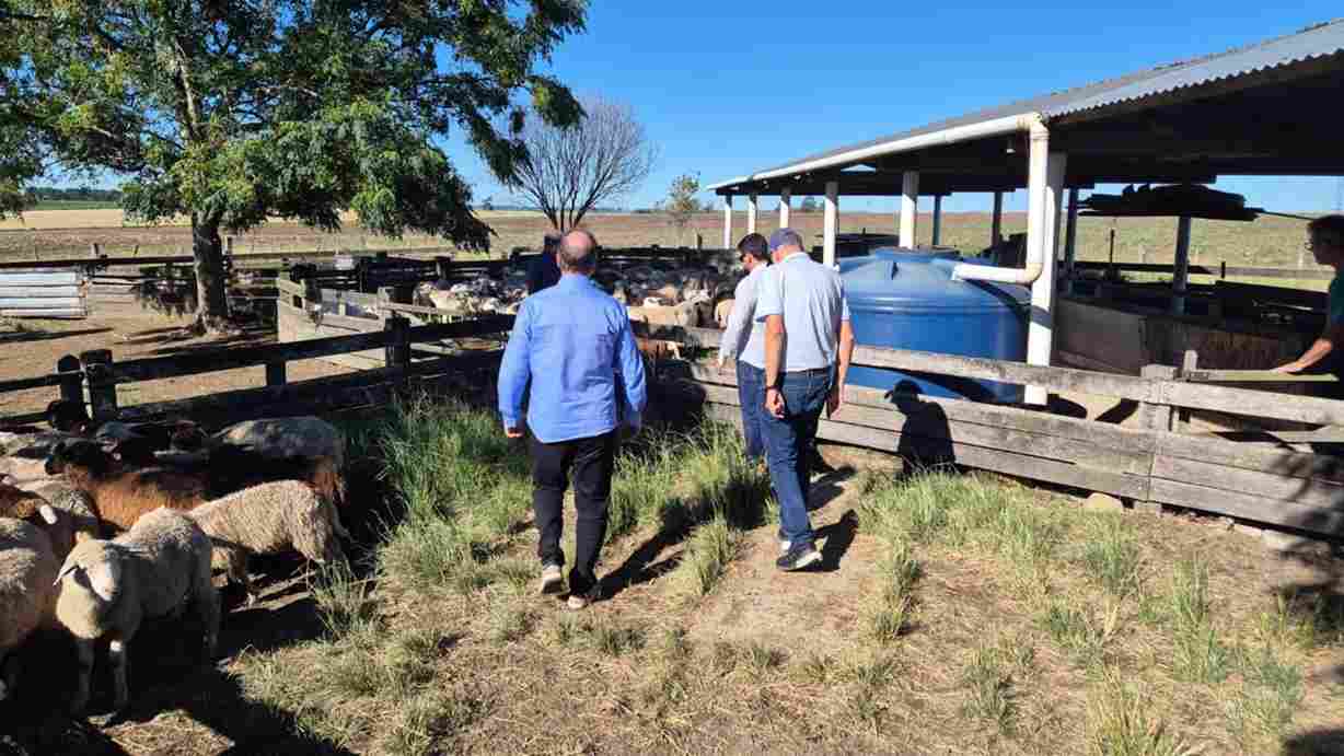 Estado investe em inovação e parcerias para fortalecer a ovinocaprinocultura
