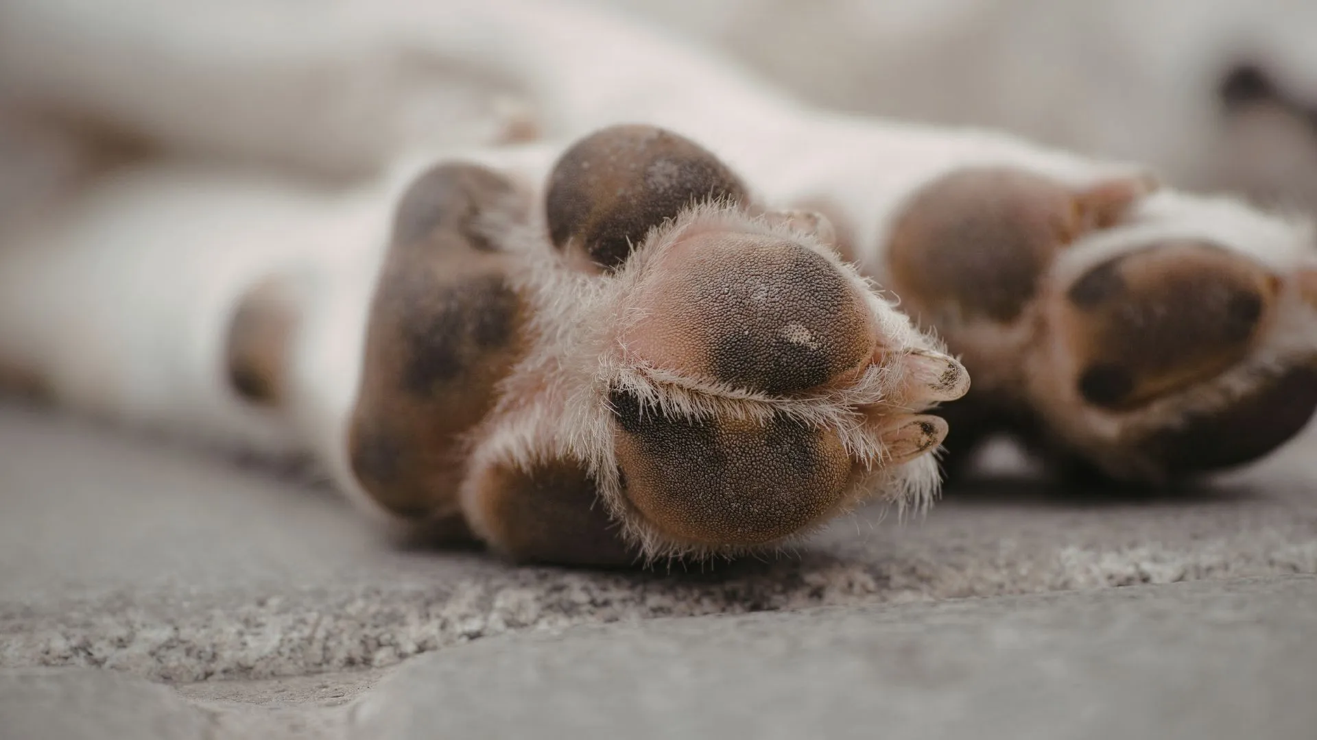 Homem é suspeito de matar cão a golpes de pá em Canoinhas