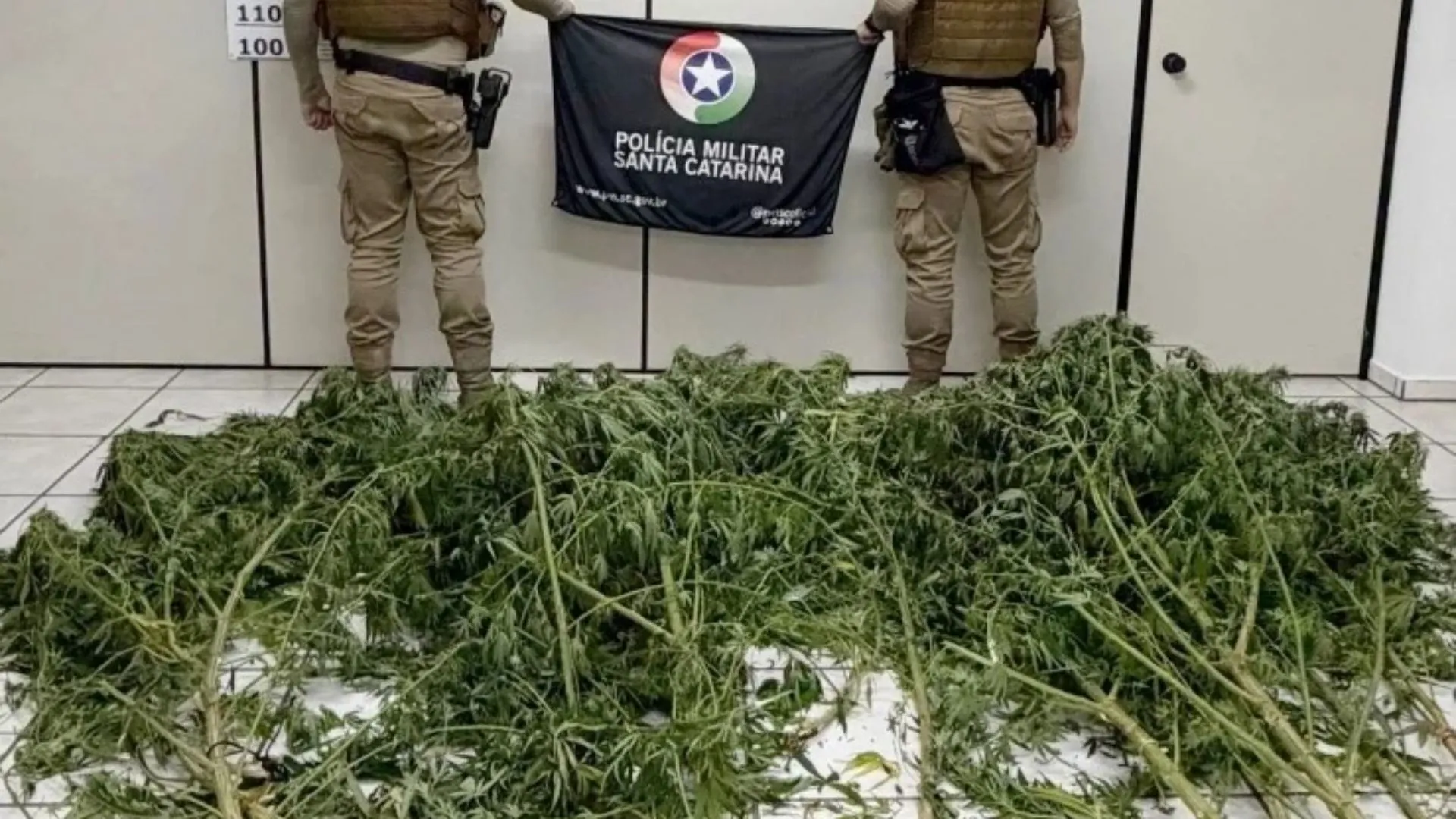 Plantação de maconha é encontrada em residência no interior de Videira