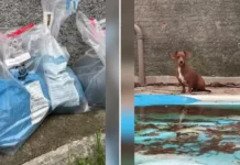 Mulher presa por maus-tratos a animais recebe liberdade provisória