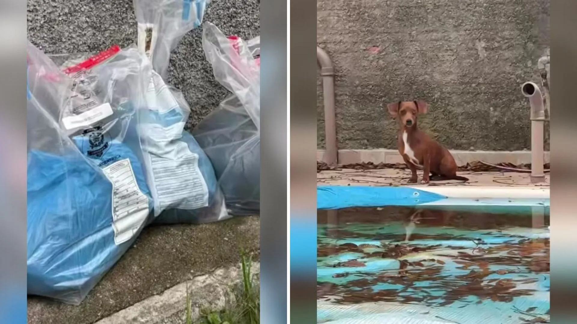 Mulher presa por maus-tratos a animais recebe liberdade provisória