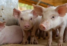 Master conquista padrão ouro em Bem-Estar Animal em Videira