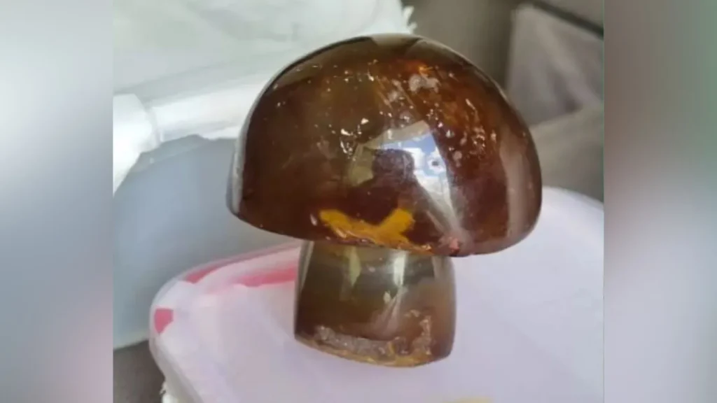 Investigação de maus-tratos a animais leva polícia a “cogumelos mágicos” em SC