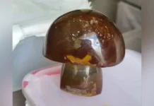 Investigação de maus-tratos a animais leva polícia a “cogumelos mágicos” em SC