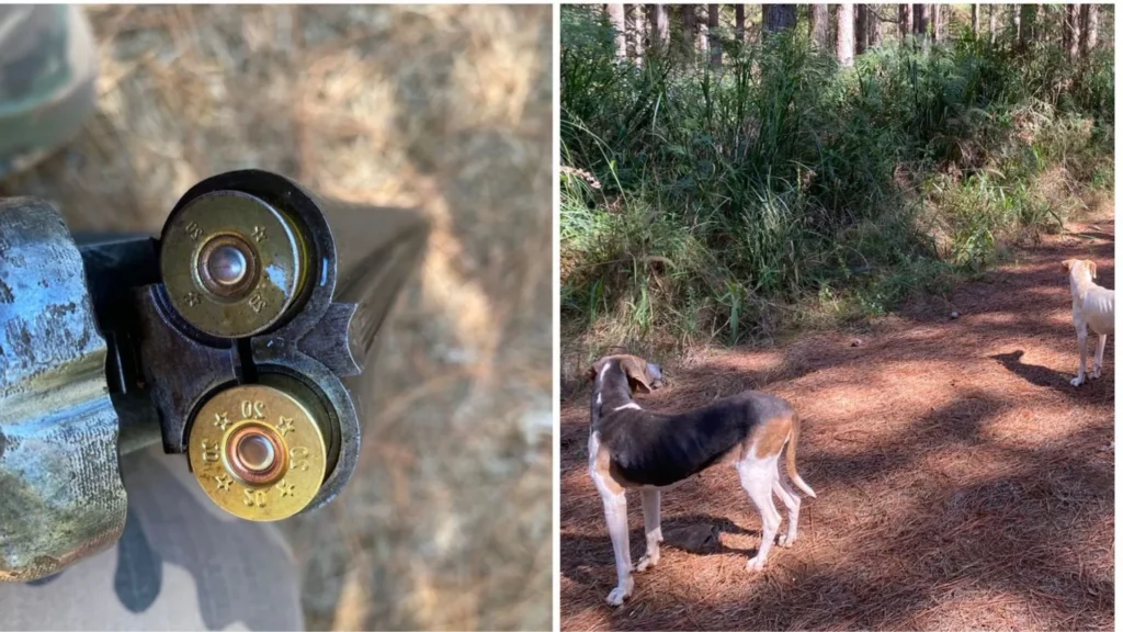 Homem é flagrado com espingarda e cães de caça durante patrulhamento em Calmon