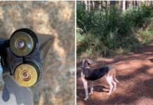 Homem é flagrado com espingarda e cães de caça durante patrulhamento em Calmon